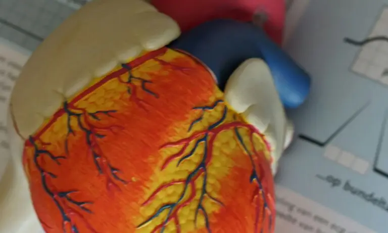 Bases de Cardiología