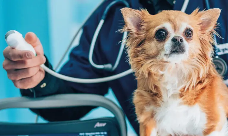 Pasantías presenciales